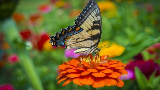 Butterfly landing on a flower.