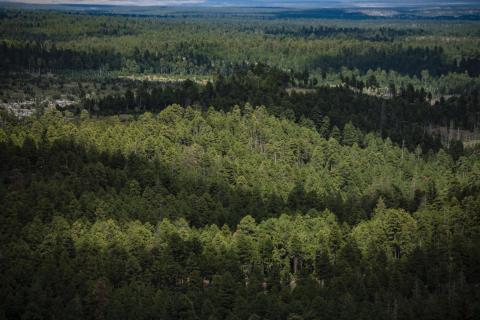 Picture of a forest.